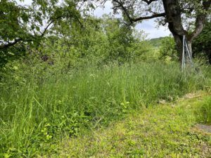 Wiese vor der Mahd