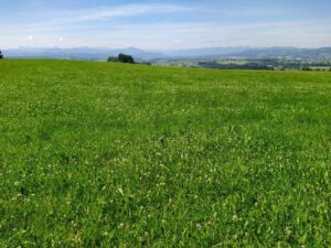 Freiheit Weite Wiese