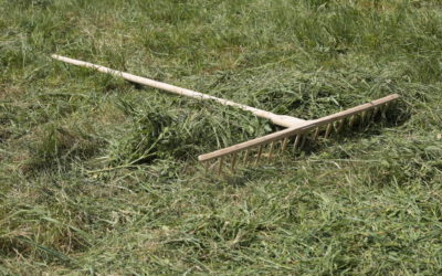 Wie der beste Holzrechen der Welt die Wiese frisiert