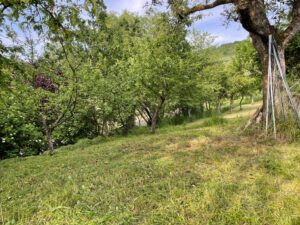 die Wiese nach der Mahd