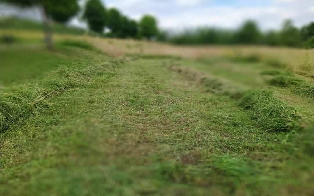 Was ist die beste Zeit deine Wiese zu sensen?
