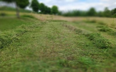 Was ist die beste Zeit deine Wiese zu sensen?