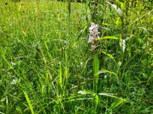 Sense rettet Wiesenorchideen